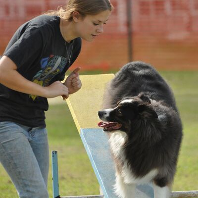 High interest projects (like dog agility!) equip 4-Hers with hands-on, lifelong skills