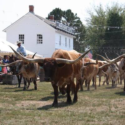 The longhorns are coming! Chisholm Trail Days - August 31, 2024
