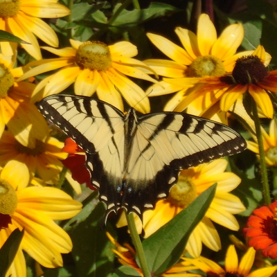 Pollinators